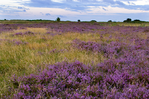 Nabben, Falsterbo