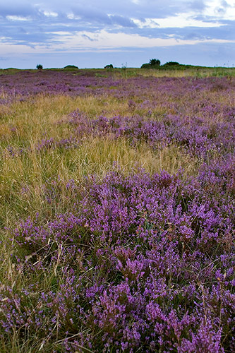 Nabben, Falsterbo