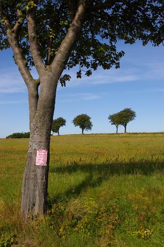 Mossby strand