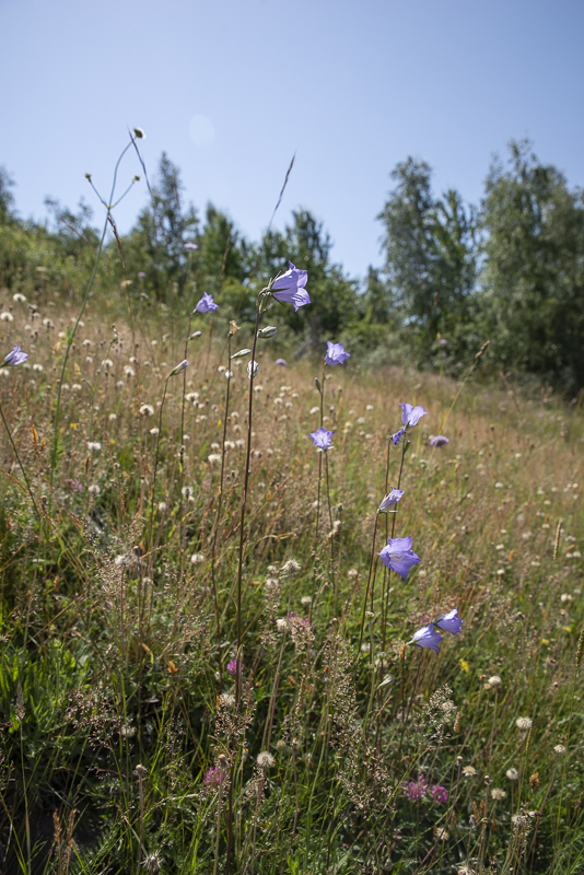 Ljungtorpakrret