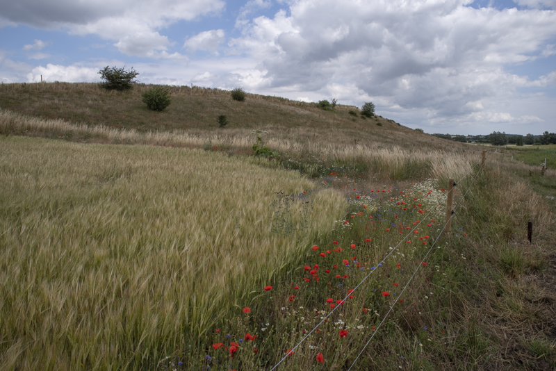 Frarps naturreservat