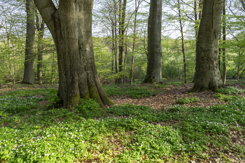Bjrka skog