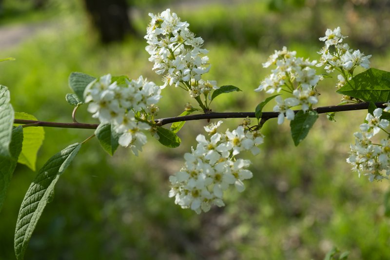 Bjrka skog