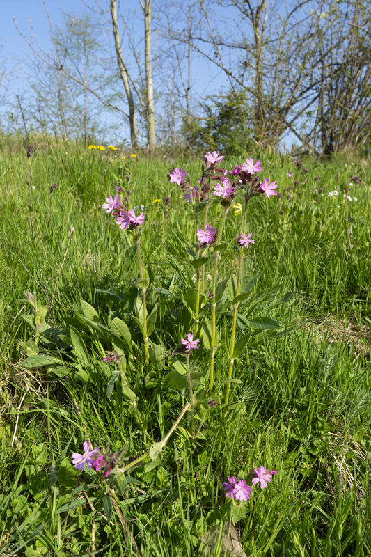 Bjrka skog