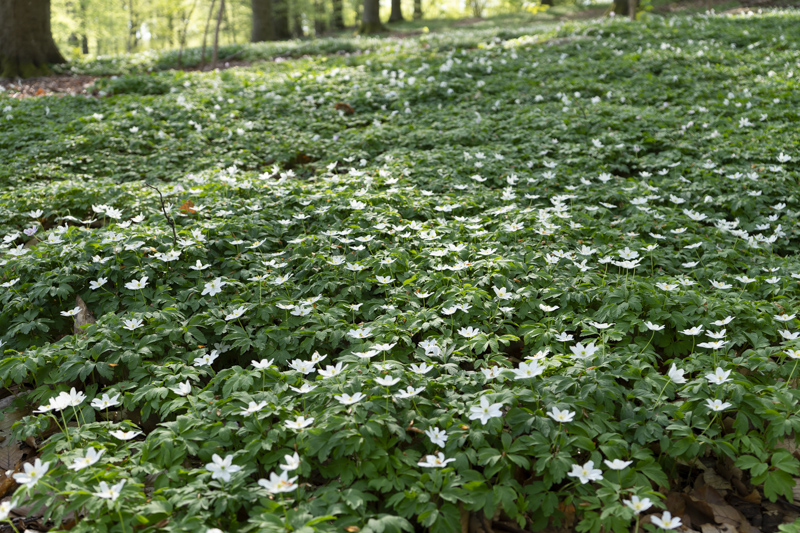 Bjrka skog
