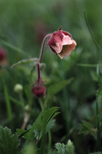 Humleblomster