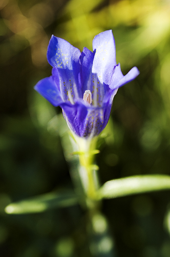 Klockgentiana