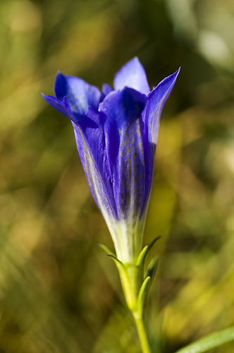 Klockgentiana