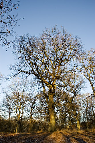 Naturreservatet Borgen