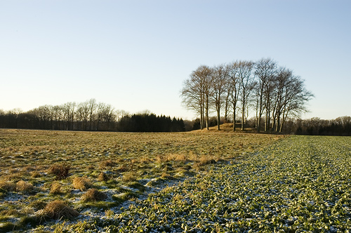 kerholme med bokar.