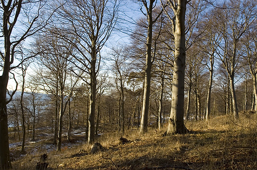 Bokskog Kulla Gunnarstorp