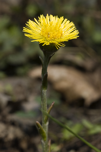 Tussilago