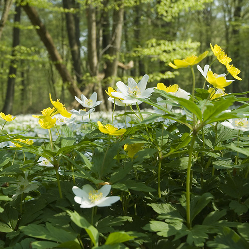 Vrblommor