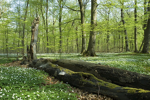 Vla skog