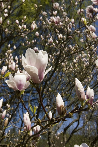 Magnolia