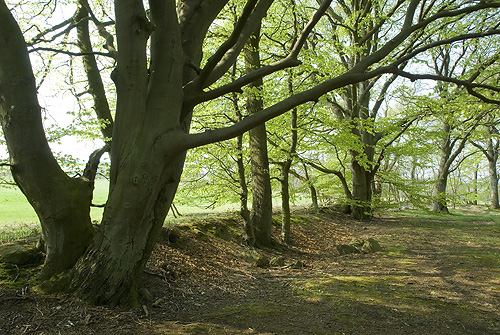 Vla skog