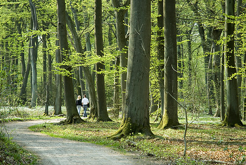 Vla skog