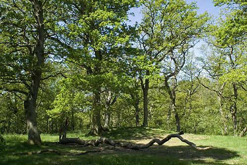 Naturreservatet Borgen