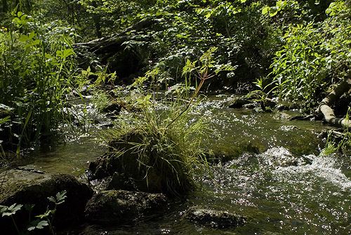 Naturreservatet Borgen