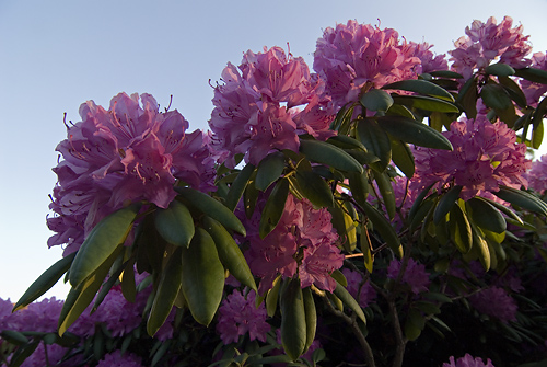 Rhododendron