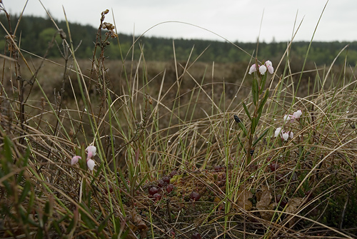 Djurholmamossen