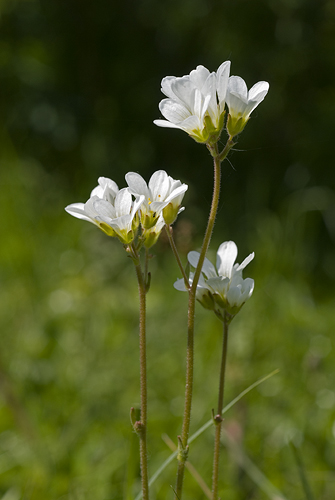 Mandelblomma