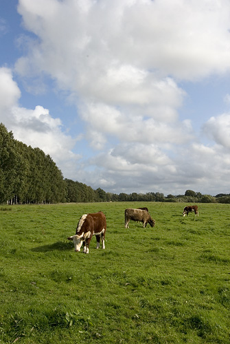 Bruces skog