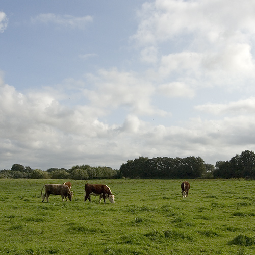 Bruces skog