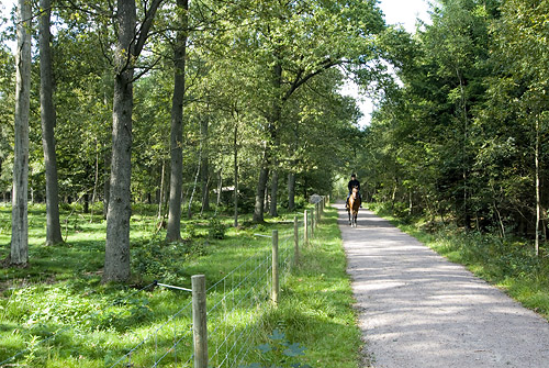 Bruces skog