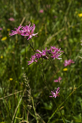 Gkblomster