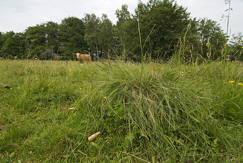 Stagg - bondens gissel