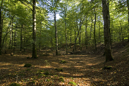 Naturreservatet Ubbalt