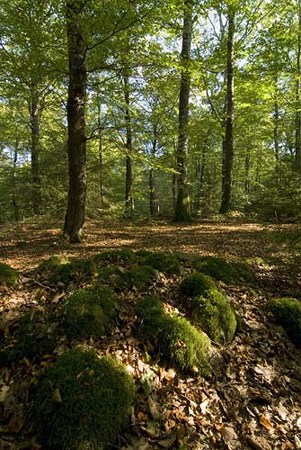 Naturreservatet Ubbalt