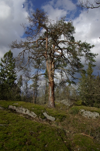 Trollabackarna Glimkra