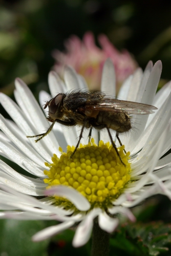 Fluga i tusenskna