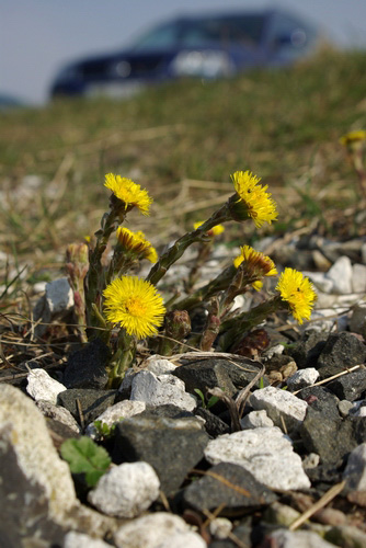 Tussilago