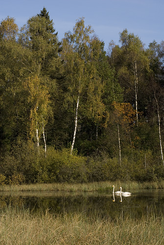 Sngsvanar p Sdersen