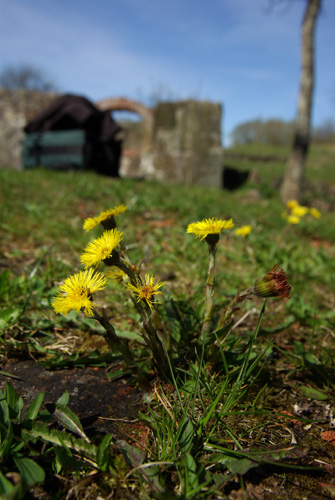 Tussilago