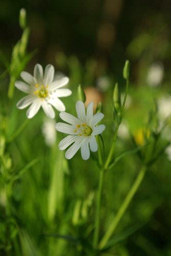 Buskstjrnblomma