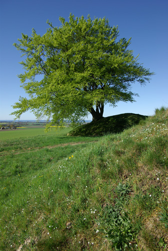 Rnneberga backar