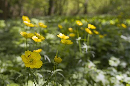 Vrblomning