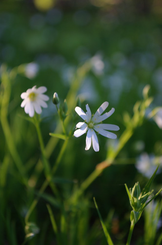 Buskstjrnblomma