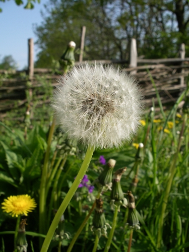 Maskrosboll