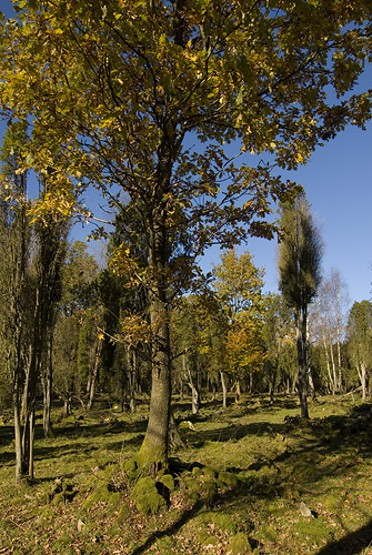 Eneskogen, Anderstorp