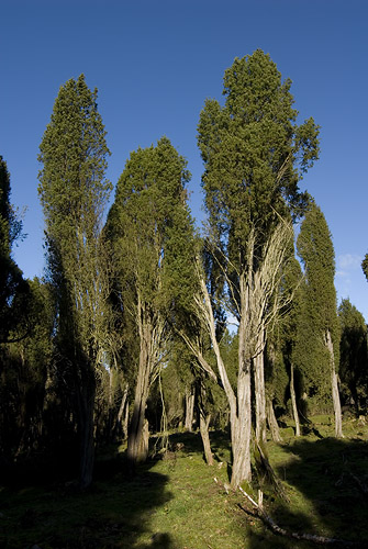 Eneskogen