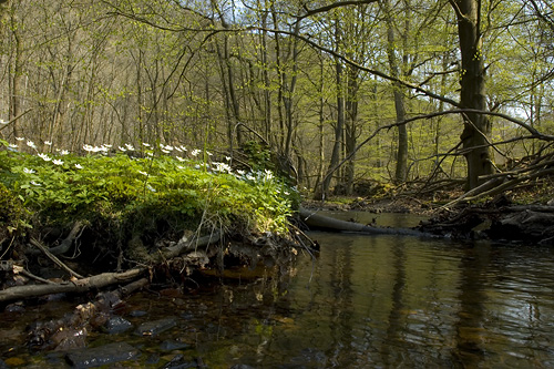 Hallabcken, Sdersen