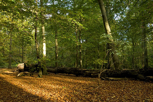 Boklga i Plsj skog