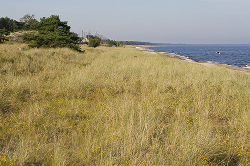 Stranden vid Friseboda