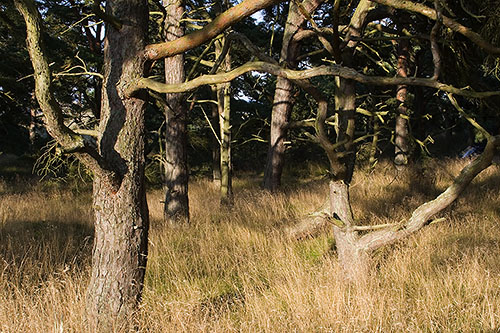 Tallskog i Friseboda