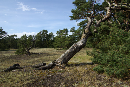 Friseboda naturreservat